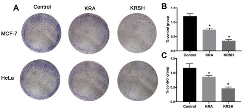 Figure 4 Colony formation assay was performed on (A, B) HeLa cells and (A, C) MCF-7 cells after treatment with 50 nM KRA and the KRSH peptide for 24 h using the Giemsa stain. The results are expressed as the mean ± SD from at least three independent experiments. *p<0.05 compared with control cells cultured in complete medium.Abbreviation: SD, standard deviation.
