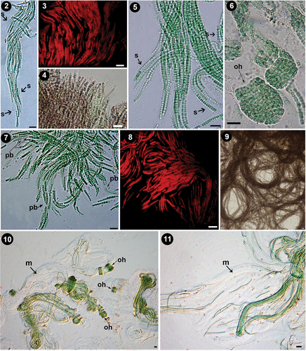 Figs 2–11. Morphological characters of Pseudanabaena pruinosa sp. nov. Fig. 2. Heteropolar, curved, and flexible filament of P. pruinosa NMCCC 001with a widened sheath, and clear refractive margins can be observed, containing several parallel entangled and fasciculate trichomes at the base, and a few solitary trichomes in the apical part of the single sheath. Fig. 3. UV epifluorescence micrograph of P. pruinosa NMCCC 001; trichomes closely grouped in parallel ‘erected’ positions can be observed. Fig. 4. Regular organization in erected fascicles in P. pruinosa NMCCC 002. Fig. 5. Divaricated, pseudobranched filaments, due to the presence of anastomotic branched sheaths in P. pruinosa NMCCC 001. A characteristic tree-like spreading of the filaments within the thallus can be observed. Fig. 6. Regular screw-like coils (left-handed open helixes) in mats of P. pruinosa NMCCC 013. Fig. 7. Clearly pseudobranched filaments, with tree-like spreading in P. pruinosa NMCCC 013. Anastomotic branched sheaths can be observed. Fig. 8. UV epifluorescence micrograph of P. pruinosa NMCCC 014 confirming rich pseudobranching and tree-like spreading of the fascicles. Fig. 9. Regularly coiled long fascicles in mats of P. pruinosa NMCCC 002. Figs 10, 11. Filaments embedded into very wide, gelatinous, amorphous, homogeneous, and diffluent masses of mucilage. Open screw-like left-handed helixes and fasciculated and closely entangled filaments can be observed, both embedded in the voluminous, thick mucilage. Figure 10 shows the diffluent masses of mucilage in P. pruinosa NMCCC 001, while Fig. 11 depicts the masses of mucilage in P. pruinosa NMCCC 013. Scale bar = 10 µm. Arrows with labels: s, sheaths; oh, screw-like left-handed open helixes; pb, pseudobranching; m, mucilage.