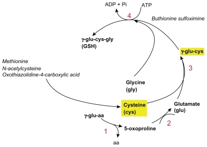 Figure 4 Glutathione (GSH) biosynthesis. 1) gamma-glutamyl cyclotransferase; 2) 5-oxoprolinase; 3) gamma-glutamylcysteine synthetase; 4) Glutathione synthetase. Outlined in yellow are the limiting factors in GSH biosynthesis.