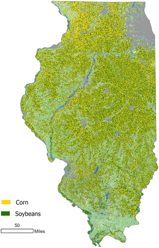Figure 3. Corn and soybean cropland in Illinois, 2021. Source: USDA NASS, Cropland Data Layer, 2022.