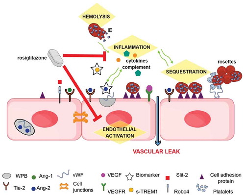 Figure 2. Schematic of mechanisms underlying SM pathology that represent potential sites for therapeutic intervention (highlighted in yellow): During quiescence, Ang-1 via Tie-2, and possibly Slit-2 via Robo4, promote endothelial integrity by stabilizing junctional proteins. During severe infections Weibel-Palade bodies (WPB) in the endothelial cell, stimulated by inflammatory responses, release Ang-2 and vWF. Ang-2 displaces Ang-1 and inhibits Tie-2 endothelial stabilizing effects. The expression of cell adhesion molecules, such as ICAM-1, are increased, leading to enhanced sequestration, and vWF released from WPB, promoting a pro-coagulatory state. These pathological mechanisms may interact and exacerbate each other (green arrows), leading to microvascular dysfunction. Circulating levels of Ang-2 and sTREM-1 are good prognostic markers of disease severity and outcome. Rosiglitazone is a promising putative adjunctive therapeutic as it acts upon several of the pathological mechanisms linked to the development of SM.