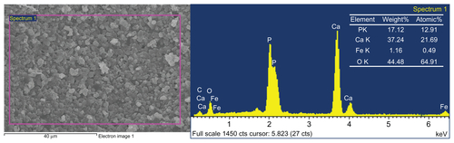 Figure S6 SEM image (left) and EDS spectra (right) of MHA1 scaffold.Abbreviations: SEM, scanning electron microscope; EDS, energy dispersive spectrometer; MHA, magnetic hydroxyapatite.