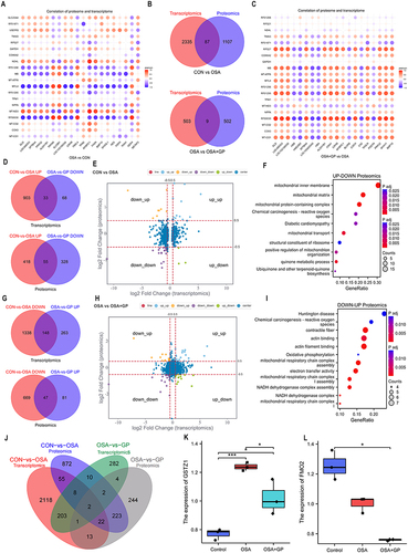 Figure 9 Integrated proteomic and transcriptomic analysis. (A and C) Correlational analysis of transcriptome and proteome between CON-vs.-OSA, and OSA-vs.-GP group, respectively. (B) Venn diagram representing the set of identified proteins and the coding genes. (D) Overlapped mRNAs and proteins that are upregulated in the CON-vs.-OSA group and simultaneously decreased in the OSA-vs.-GP group. (G) Overlapped mRNAs and proteins that are decreased in the CON-vs.-OSA group and simultaneously upregulated in the OSA-vs.-GP group. (E and H) Nine-quadrant graph of DEGs and DEPs among the different groups. (F and I) Enrichment analysis of diff-regulated DEGs in the CON-vs.-OSA group and OSA-vs.-GP group at the proteomic level. (J-L) Overlapped DEGs/DEPs in the CON-vs.-OSA group and OSA-vs.-GP group at transcriptome and proteomic level. *P < 0.05, ***P < 0.01.