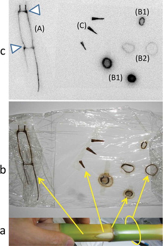 Figure 2 (a, b) Original material for segmentation and slicing of bamboo shoots harvested in 2011, (c) autoradiograph of (A) longitudinally sliced segments and (B) cross-sectioned segments of bamboo shoots; (C) lateral shoots. White triangles indicate nodal parts.