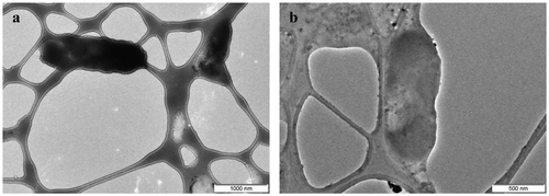 Figure 5. TEM images of B. subtilis before (a) and after (b) inoculation with TzPdNPs for 6 h.