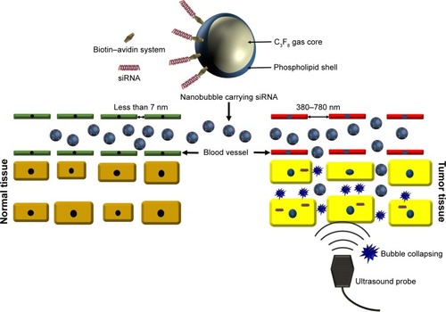 Figure 2 Schematic diagram of NBs-siRNA and its different behaviors in normal and tumor tissues. The NBs-siRNA would not penetrate the blood vessel of normal tissue; however, the reverse applied in tumor tissues. The tumor-targeted ultrasonic irradiation would break the NBs-siRNA and improve their uptake into cells.