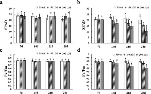 Figure 1. Effects of cadmium stress on physiological parameters, including SPAD and Fv/Fm values, in leaves of yam cultivar MH1 (a, c) and MH3 (b, d), respectively. Data are the means (n = 5) with corresponding standard deviations. Different letters indicate significant differences determined by the one-way ANOVA (P < 0.05).