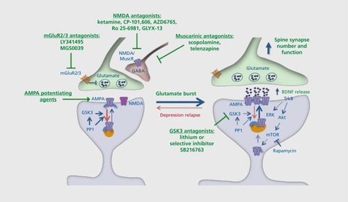 Figure 3. Glutamatergic targets for rapid-acting antidepressants. Basic research studies demonstrate that ketamine causes a rapid and transient burst of glutamate in the prefrontal cortex, in part via disinhibition of γ-aminobutyric acid (GABA)-ergic neurons that exert negative control over glutamatergic firing. Recent basic and clinical studies have demonstrated a number of related glutamatergic, as well as muscarinic, cholinergic targets with the potential to produce rapid-acting antidepressant effects. In addition to ketamine, the nonselective Nmethyl-D-aspartate (NMDA) antagonist AZD6765 and the selective NR2b antagonists CP-101,606 and Ro 25-6981 have shown efficacy in clinical trials and/or rodent models. A highly novel tetrapeptide, GLYX-13, which is a partial agonist/antagonist at the glycine binding site on the NMDA receptor also produces rapid antidepressant responses in rodents and in clinical trials. The metabotropic glutamate receptor 2/3 (mGluR2/3) antagonists LY341495 and MGS0039 have also been shown to increase glutamate and produce rapid, mammalian target of rapamycin (mTOR)-dependent antidepressant effects in rodent models. The nonselective muscarinic receptor antagonist scopolamine, as well as telenzapine, which has modest M1 selectivity, also increase glutamate and produce rapid mTOR-dependent antidepressant effects. It is important to point out that these agents may also act at postsynaptic sites to enhance synapse formation and produce antidepressant responses. Also acting at postsynaptic sites are α-amino-3-hydroxy-5-methyl-4-isoxazolepropionic acid (AMPA) receptor potentiating agents, although studies are still underway to determine the efficacy of these agents as rapid-acting drugs in rodent models. Inhibition of GSK3 contributes to the actions of ketamine, and the nonselective GSK3 antagonist lithium and selective agent SB216763 enhance the behavioral and synaptic responses to ketamine. Akt, protein kinase b; ERK, extracellular signal-regulated kinases; GABA, γ-aminobutyric acid; GSK, glycogen synthase kinase; PP1, phosphoprotein phosphatase 1 ; TrkB, tropomyosin receptor kinase B