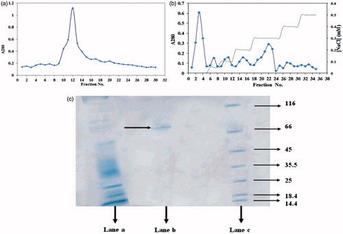 Figure 1. (a) Elution profile on sephacryl 100-HR column of midgut crude extract of D. Maroccanus; (b) Chromatogram obtained from ionic exchange DEAE cellulose chromatography of D. Maroccanus midgut extract. (♦) protein absorbance at 280 nm; and (dashed line) NaCl gradient; (c) Analysis of purified α-amylase by SDS-PAGE. Lane a: Crude extract of midgut extract of D. maroccanus, Lane b: purified α-amylase Lane c: Molecular weight of markers: lysozyme (14.4 kDa); lactoglobulin (18.4 kDa); restriction endonuclease bsp 981 (25 kDa); lactate dehydrogenase (35.5 kDa); ovalbumin (45 kDa); bovine serum albumin (66 kDa); α-galactosidase (116 kDa).