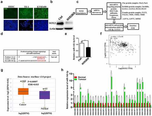 Figure 1. miR-142-3p and LLGL2 are potentially regulated by the SOX2 protein. A. High levels of SOX2 protein are present in TE-1 and KYSE450 cells but are very low in the esophageal epithelial cell line HEEC. Scale bar: 100 μm. B. SOX2 protein levels were significantly decreased upon SOX2 knockdown. C. Schematic of the strategy to determine miR-142-3p and polarity protein LLGL2 for further study. D. Sequence of putative miR-142-3p binding sites in the LLGL2 3’-UTR were identified using bioinformatic analysis. The sites are conserved in humans. E. Reduced miR-142-3p expression was validated via microarray and quantitative PCR after SOX2 knockdown. F. SOX2 mRNA levels were inversely correlated with LLGL2 mRNA levels (p < .001). G. miR-142-3p expression is stronger in esophageal carcinoma tissues than in normal tissues based on a starBase database analysis (n = 162 for esophageal carcinoma tissues, and n = 11 for normal tissues, p < .001). H. miR-142-3p level is elevated in ESCC clinical cancers compared with cancer-adjacent tissues (n = 30). *p < .05, **p < .01, ***p < .001, ****p < .0001 vs. control. Data are the means ± SDs.