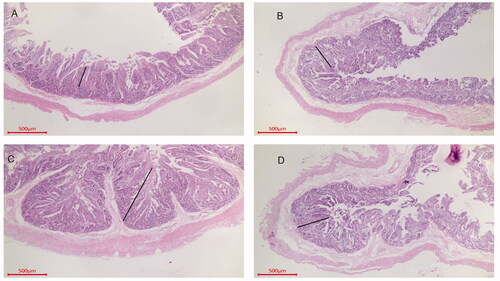 Figure 2. Intestinal sections of the jejuna of Sewa sheep. Jejunum from group A, H. E, 40×, Bar = 500 μm. Villus length (423.5), crypt depth (202.7) and muscle layer thickness (142.3). Jejunum from group B, H. E, 40×, Bar = 500 μm. Villus length (474.2), crypt depth (177.3) and muscle layer thickness (188.9). Jejunum from group C, H. E, 40×, Bar = 500 μm. Villus length (698.4), crypt depth (145.6) and muscle layer thickness (212.3). Jejunum from group D, H. E, 40×, Bar = 500 μm. Villus length (459.3), crypt depth (172.3) and muscle layer thickness (162.3).