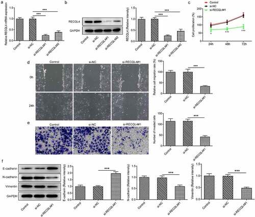 Figure 2. RECQL4 deletion inhibited the proliferation, migration and invasion of HCC cells. (a-b) RT-qPCR and western blot analysis were utilized for detection of RECQL4 expression after transfection with si-RECQL4#1 or si-RECQL4#2 in HuH-7 cells. ***P < 0.001. (c) cell viability was assessed with CCK-8 assay. *P < 0.05, ***P < 0.001 vs. si-NC. (d) the capacity of cell migration was tested by wound healing assay. (e) transwell assay was adopted for determining cell invasion. (f) the expression of E-cadherin, N-cadherin and vimentin was tested with western blotting. ***P < 0.001