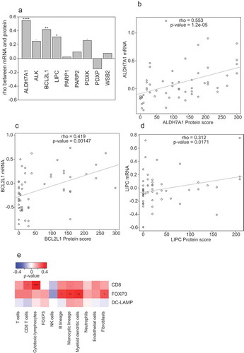 Figure 1. (a): Spearman’s correlation coefficients between mRNA levels (as determined by transcriptomic studies) and protein score (as determined by immunohistochemistry). Significant correlations are annotated: *p < 0.1, **p < 0.05, ***< 0.01, ****p < 0.0001). (b,c): Scatter plot representations of protein scores versus mRNA levels for significant correlations from panel A (ALDH7A1, BCL2L1 and LIPC). Significant correlations are annotated: *p < 0.1, **p < 0.05, ***< 0.01, ****p < 0.0001). ((e): Spearman’s correlation coefficients between immune infiltrate estimated by microarray expression deconvolution (MCP-counter method) and protein score estimated from immunofluorescence).