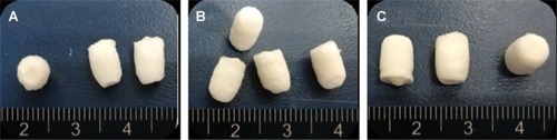 Figure 3 Appearance of the silk fibroin/chitosan/nano-hydroxyapatite scaffolds: Scaffold-1 (A), Scaffold-2 (B), and Scaffold-3 (C).