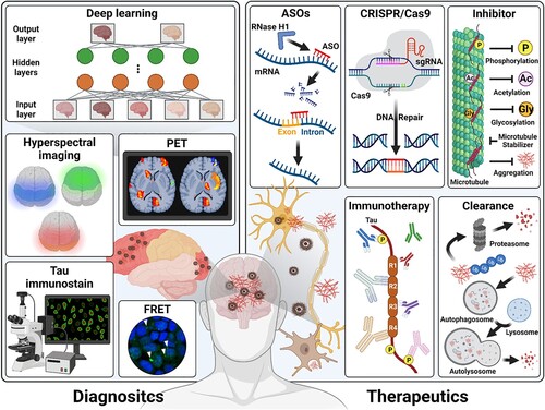 Figure 2. Summary of current tau therapies and diagnosis. The graphical diagram summarizes the current tau-targeting therapies and diagnosis methods. Therapeutic concepts are composed the ASOs, CRISR/Cas9, inhibitor drugs, tau immunotherapy, and clearance. Diagnosis concepts are applied to various tau images, including the hyperspectral images, PET, tau-immunostaining, and fluorescence resonance energy transfer (FRET) (Kim et al. Citation2023) that can be used to train the deep learning for the prediction of tau pathology.