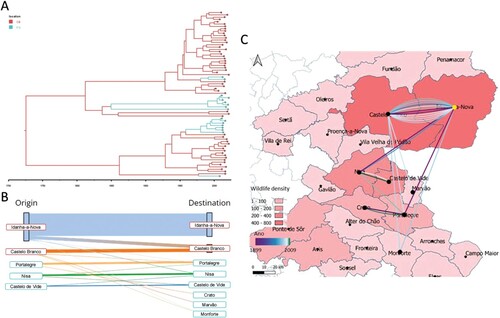 Figure 6. Phylogeographic analysis of the major Eu2 clade using district as a grouping factor. A. Maximum credibility tree was estimated under a model of symmetric district transitions. Districts are colour-coded (Castelo Branco, red; Portalegre, blue. B). Alluvial plot denoting both intra- and inter-municipality transitions, with transitions recovered from the internal nodes of the maximum credibility tree estimated under a symmetric municipality transition approach. C. Spatial reconstruction of inter-municipality transitions with wildlife density information per municipality (using hunting bags as proxy) and transitions colour coded by estimated year of occurrence. Transitions are positioned at the centroids of each municipality.