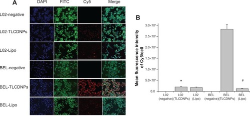 Figure 10 Uptake of nanoparticles by BEL-7402 and L02 cells.Notes: (A) Images of BEL-7402 and L02 cells treated under different conditions under High Throughput Screening; (B) mean fluorescence intensity. *P<0.05 versus BEL (TLCDNPs); #P<0.05 versus BEL (TLCDNPs).Abbreviations: BEL, BEL-7402; TLCDNPs, transactivator of transcription – luteinizing hormone-releasing hormone (TAT-LHRH)-chitosan/DNA nanoparticles; Lipo, Lipofectamine® 2000 (Thermo Fisher Scientific, Waltham, MA, USA)/DNA complexes; DAPI, 4′,6-diamidino-2-phenylindole; FITC, fluorescein isothiocyanate.