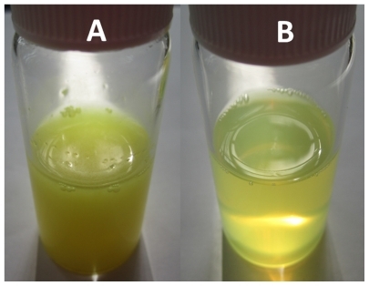 Figure 1 Visual observation of crude quercetin in water (A) and quercetin-loaded nanoparticle suspension (B).