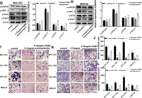 Figure 5 Ubenimex inhibits GC metastasis by alleviating the activation of the CD13/NAB1/MAPK signaling pathway. (A–D) Western blot analyses of MAPK expression in MGC-803, SGC-7901, BGC-823 and MKN-28 human gastric cells treated with 0.12 mg/mL or 0.25 mg/mL of Ubenimex. The column graph shows the relative grayscale value of each band compared with β‑actin. (E–H) GC cells were treated with 0.12 mg/mL Ubenimex and then either left non-transfected or transfected with the NAB1 overexpression plasmid. The protein expression levels were then compared between the transfected and non-transfected cells. The column graph shows the relative grayscale value of each band compared with β‑actin. (I and K) The transwell invasion or migration assay with 0.12 mg/mL of Ubenimex or 0.12 mg/mL of Ubenimex added NAB1 overexpression plasmids for MGC-803, SGC-7901, BGC-823 and MKN-28 human gastric cells. Photomicrographs of invaded or migrated tumor cells are shown. Bar =100 µm. (J and L) Column graph of the number of invaded or migrated cells. *P<0.05, **P<0.01 and ***P<0.001; MAPK: mitogen-activated protein kinase.