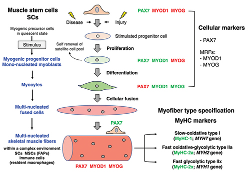Figure 1. Overview of the involvement of muscle stem cells in regenerative myogenesis. The color of the transcription factors marks their presence (green) versus absence (red) in specific cell types. FAPs, fibro-adipogenic progenitors; MRFs, myogenic regulatory factors; MSCs, mesenchymal stem cells/multipotent stromal cells; MYOD1, myoblast determination protein 1; MyHC, myosin heavy chain; MYOG, muscle-specific transcription factor myogenin; PAX7, paired box 7; SCs, satellite cells.