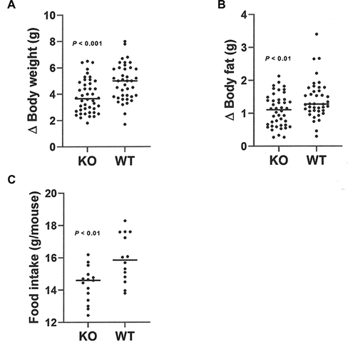 Figure 7 Decreased food intake by Gpr75 KO mice early in life as low body fat phenotype is developing: pooled female and male data. Gpr75 KO mice (22 female, 22 male) and WT mice (19 female, 21 male) were group housed by sex and genotype (2–3 mice/cage) and then studied for 7 days starting immediately after weaning onto HFD. Change (∆) in (A) body weight and (B) body fat during this 7-day interval. (C) Mean food intake in grams (g) during this 7-day interval, calculated as mean food intake/mouse for each cage of group-housed KO mice (16 cages, 8 female and 8 male) and WT mice (14 cages, 7 female and 7 male).