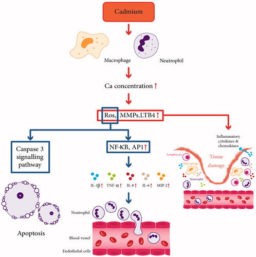 Figure 3. Proinflammatory and pro-oxidative effects of cadmium exposure on neutrophils and macrophages. Cadmium increase inflammatory cytokines and chemokines, induction of neutrophil and macrophage recruitment and tissue damage. Cd upregulates caspase 3 and causes cell apoptosis. ROS: Reactive oxygen species; COX2: cyclooxygenase-2; MMPs: matrix metallopeptidases; LTB4: leukotriene B4; NFkB: nuclear factor kappa-light-chain-enhancer of activated B cells; AP-1: activator protein 1; MIP-2: macrophage inflammatory protein 2-alpha; IL-6: interleukin 6; IL-8: interleukin 8; TNF- α: tumor necrosis factor alpha; IL-1β: interleukin 1 beta.