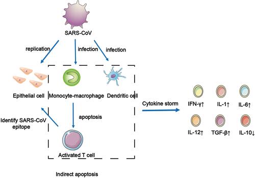 Figure 1 The infection and replication of SARS-CoV in epithelial cells and immune cells. SARS-CoV infect and replicate in epithelial cells. Monocyte-macrophage and DCs are infected by SARS-CoV to induced apoptosis of activated T cells. The cells in the dotted frame can secrete a variety of cytokines in the immune response, further forming a cytokine storm.