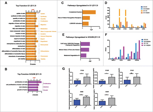 Figure 6. Molecular differences between E11.5 G1 IAHCs and E11.5 S/G2/M IAHCs. (A) Our analysis of top biologic functions (z > 0, p < 0.05) enriched in E11.5 G1 IAHCs relative to E11.5 S/G2/M IAHCs reveal the top 15 upregulated functions in G1 which include: uptake, synthesis, quantity, proliferation, migration, metabolism, corpuscular volume, invasion, immune response, export, engulfment, endocytosis, differentiation, chemotaxis and viability. (B) Our analysis of top biologic functions (z > 0, p < 0.05) enriched in E11.5 S/G2/M IAHCs relative to E11.5 G1 IAHCs reveal the top 3 functions increased in S/G2/M which are: proliferation, infection and growth. (C) The canonical signaling pathways that are activated (z>0, p < 0.05) in E11.5 G1 IAHCs compared with E11.5 S/G2/M IAHCs include: complement system, pattern recognition receptors, LXR/RXR activation. (D) Complement transcripts are increased in E11.5 G1 IAHCs relative to E11.5 S/G2/M IAHCs. FPKM, Fragments Per Kilobase of transcript per Million. (E) The canonical signaling pathways that are activated (z > 0, p < 0.05) in E11.5 S/G2/M IAHCs compared with E11.5 G1 IAHCs include: G2/M DNA damage checkpoint, mitotic roles for polo-like kinases and melatonin degradation. (F) Cell cycle related genes have increased activation during the S/G2/M phases of the cell cycle regardless of developmental age. FPKM, Fragments Per Kilobase of transcript per Million. (G) QPCR validation of complement-related genes. Genes with significant changes in expression were C1QA, C1QB, CD93, and C3AR (t-test with Welch's correction *p < 0.05 ** p < 0.005), normalized to Rpl3 expression, n = 3. Data expressed as mean +/− SD.