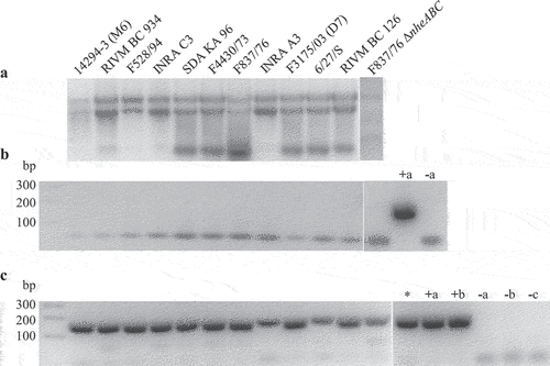 Figure 2. Detection of hblB expression in 12 different B. cereus strains. Strains were grown for 3 h in CGY full medium before preparation of total RNA. (a). Control of RNA integrity on 1% agarose gel. (b). Control PCR of a 241 bp fragment of the 16S rRNA gene. Only primers were visible. Negative PCR results revealed no residual DNA in the samples. Chromosomal DNA from F837/76 served as positive control (+a), H2O as negative control (−a). (c). PCR amplification of a 166 bp fragment of hblB after reverse transcription of the RNA samples. The fragment represents the 3' part of the gene not identical with hblA . Chromosomal DNA from F837/76 (+a) as well as INRA A3 (+b) served as positive, H2O as negative control (−a). Chromosomal DNA samples of strains NVH 0075–95 (Nhe reference, no hbl genes, named -b) and hblB-negative strain MHI 226 (−c) did also not result in a PCR product. *: cDNA of strain F837/76 grown under simulated intestinal conditions in a previous experiment.