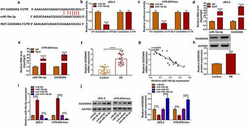 Figure 5. GADD45A worked as a target of miR-19a-3p. (a) Starbase exhibited the binding sites between miR-19a-3p and GADD45A. (b-e) Dual-luciferase reporter assay (b-c) and RIP assay (d-e) were applied for analysis of interaction between miR-19a-3p and GADD45A in JEG-3 and HTR-8/svneo cells. (f) RT-qPCR was performed to detect the mRNA level of GADD45A in PE tissues. (g) Pearson’s correlation coefficient was employed to analyze the relation between GADD45A and miR-19a-3p. (h) GADD45A protein examination was performed using western blot in PE samples. (i) the miR-19a-3p and anti-miR-19a-3p transfection efficacies were assessed using RT-qPCR. (j) western blot was used for protein detection of GADD45A after JEG-3 and HTR-8/svneo cells were transfected with miR-NC, miR-19a-3p, anti-miR-NC or anti-miR-19a-3p. Experiments were repeated for three times with three parallels. ***P <0.001, ****P <0.0001.