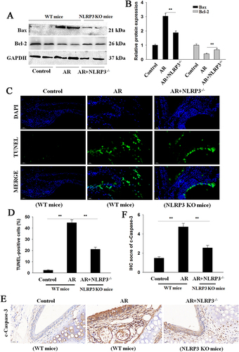 Figure 3 NLRP3 KO alleviates apoptosis in OVA-induced AR mice. (A and B) Western blot analysis and quantification of Bax and Bcl-2 in nasal mucosa tissue extracts. (C and D) Apoptosis was evaluated by TUNEL assay. Magnification: 400×. (E and F) Representative IHC images and quantification of c-Caspase-3 in nasal mucosa tissues. Magnification: 400×. Data are presented as mean ± SEM (n=5 per group). **P<0.01.