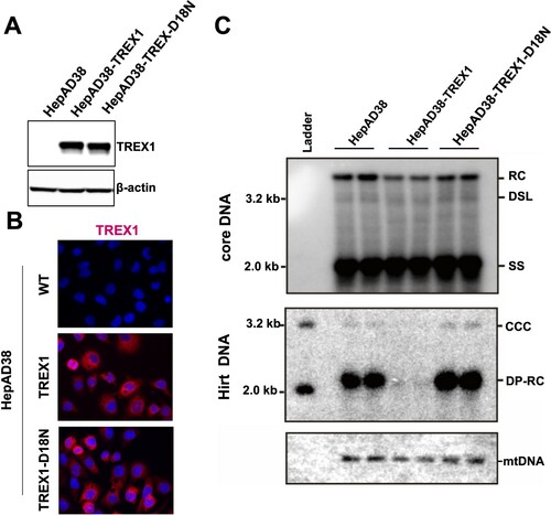 Figure 5. Over-expression of TREX1 selectively digests mature double-stranded HBV DNA in HepAD38 cells.Note: (A) Expression of wild-type and mutant TREX1 in the indicated cell lines was detected by a western blot assay with an antibody against TREX1. β-actin served as a loading control. (B) Cytoplasmic localization of wild-type and mutant TREX1 in the indicated cell lines was indicated by an immunofluorescent assay with an antibody against TREX1. (C) Hirt DNA extracted from the indicated cells were denatured at 88°C for 8 min to denature DP-rcDNA to single-stranded DNA and followed by restriction with EcoRI to convert cccDNA into unit-length double stranded linear DNA and detected by Southern blot hybridization. Host cellular mitochondrial DNA served as loading controls for Hirt DNA.