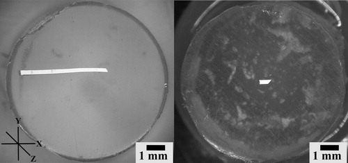 Figure 2. Image of cross-sectional samples showing the thickness (y-axis) and length (x-axis) of TiO2 acrylic-based paint (white sliver) embedded in Technovit 2000 LC resin at 20x magnification (Keyence VHX-6000; 0° tilt). The left and right images show the large (length: ∼5.2 mm) and small (length: ∼0.6 mm) cross-sectional samples, respectively. Note the height of the sample cannot be observed in these images.