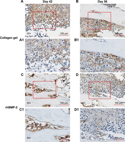 Figure 7 Reduction of Ki-67 positive cells by BMP-2 treatment.