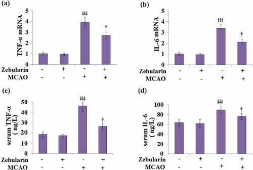 Figure 3. Zebularine suppressed secretion of pro-inflammatory cytokines in MCAO mice. Mice were divided into 4 groups: the sham, sham+ Zebularine, MCAO, and MCAO+ Zebularine groups. (a) TNF-α mRNA expression in brain cortex; (b). IL-6 mRNA expression in brain cortex; (c). Levels of serum TNF-α; (d). Levels of serum IL-6 (ǂǂǂ, P < 0.001 vs. sham; †, P < 0.05 vs. MCAO, N = 9).