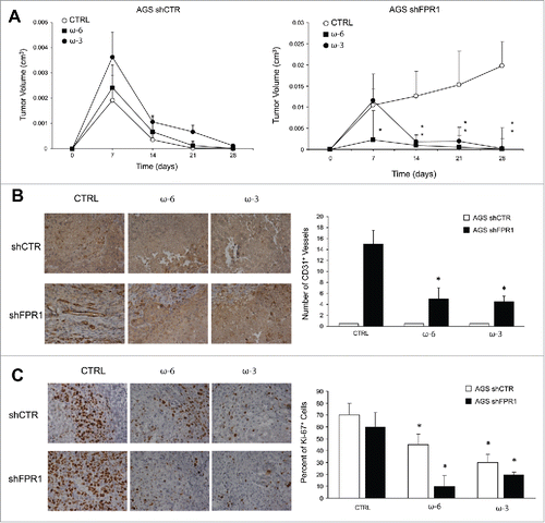 Figure 6. Effects of ω-6 and/or ω-3 increased consumption on GC growth/angiogenesis in a xenotransplantation mouse model. (A) Tumor growth of AGS shCTR and shFPR1 xenografts in CD1 nu/nu mice fed an ω-6/ω-3 balanced (grape seed/colza oils 50/50%, CTRL), an ω-6 enriched (grape seed oil 100%, ω-6), or an ω-3 enriched (colza/fish oils 80/20%, ω-3) diet. *p < .05 vs. CTRL diet. (B) Vessel density (CD31) assessed by immunohistochemistry of shCTR and shFPR1 cell xenografts harvested 28 d post-inoculation from mice fed the three diets as in panel A. Representative images and the relative quantifications (five fields/sample) are shown. *p < .05 vs. the relative CTRL diet. (C) Proliferation index (Ki-67) assessed by immunohistochemistry of shCTR and shFPR1 cell xenografts harvested 28 d post-inoculation from mice fed with the three diets. Representative images and the relative quantifications (five fields/sample) are shown.*p < .05 vs. the relative CTRL diet.