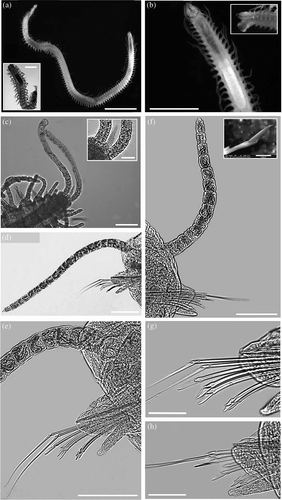 Figure 4. Syllis hyllebergi, Faro Lake, Peloro Cape Lagoon, NE Sicily. (a) Entire worm, adult specimen (scale bar 2 mm) and juvenile specimen (bar 200 μm). (b) Particular of anterior part and pharyngeal apparatus (bar 2 mm). (c) Hind body with long pigidial cirri (bar 100 μm) and the unpaired appendage (top right; bar 40 μm). (d) 35th chaetiger (bar 100 μm). (e) Magnification of the same (bar 100 μm). (f) 95th chaetiger (bar 100 μm) and magnification of the upper falciger (10 μm). (g) Mid body chaetae (35th) (bar 50 μm). (h) Posterior chaetae (93rd) (bar 50 μm).