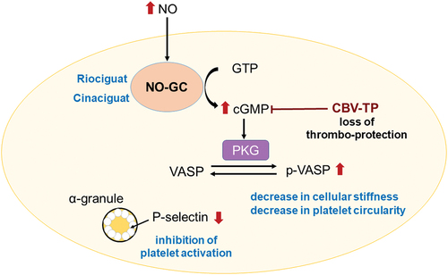 Figure 5. Role of the NO-GC/cGMP pathway in platelet biomechanics. addition of riociguat or cinaciguat leads to a decrease in platelet stiffness, circularity, and activation via the NO-GC/cGMP pathway.