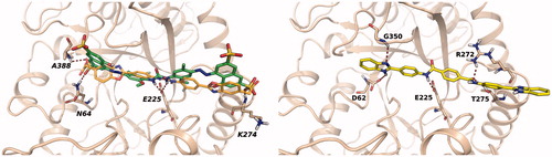 Figure 4. Left: best docking pose obtained for sulphonyl-diphenyl urea 16 (green carbons). The docking pose of the reference inhibitor 6 (orange carbons) is shown for comparison. Right: docking pose obtained for terephthalamide derivative 61.