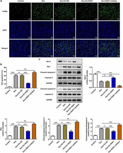 Figure 3. Upregulation of SGK1 suppressed the apoptosis of doxorubicin-treated H9c2 cells. Doxorubicin-treated H9c2 cells were transfected with Ov-SGK1 or treated with the specific SGK1 inhibitor EMD638683. (a, b) TUNEL staining for determination of the apoptosis of H9c2 cells. (c) Western blot assay for determination of Bcl-2, Bax, Cleaved caspase-3, caspase-3, Cleaved caspase-9 and caspase-9 protein expressions in H9c2 cells. ** p < 0.01, *** p < 0.001.