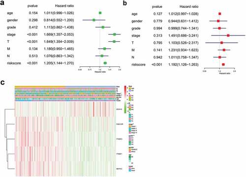 Figure 5. Forest plot and heatmap of m6A methylation-related genes and clinical risk factors. (a) Forest plot of univariate Cox regression analysis in HCC. (b) Forest plot of multivariate Cox regression analysis in HCC. (c) Heatmap of m6A methylation-related genes and clinical risk factors.(***P < 0.001, ** P < 0.01, *P < 0.05).