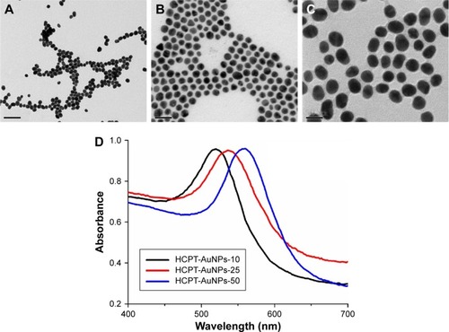 Figure 1 Characterization of nanoparticles.Notes: (A–C) Transmission electron micrographs and (D) UV–vis absorption spectra of different-sized HCPT-AuNP formulations (scale bar 50 nm). HCPT-AuNPs-10, 25 and 50: HCPT-AuNPs of an average diameter of 10, 25 and 50 nm. The magnification of the picture is (×100,000).Abbreviations: UV–vis, ultraviolet–visible; HCPT, 10-hydroxycamptothecin; AuNPs, gold nanoparticles.