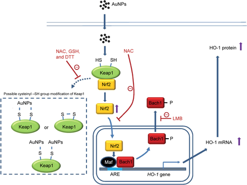 Figure S1 The proposed mechanism of action of the AuNPs in causing HO-1 expression in human vascular endothelial cells.Abbreviations: ARE, antioxidant-response element; AuNPs, gold nanoparticles; DTT, dithiothreitol; GSH, glutathione; LMB, leptomycin B; NAC, N-acetylcysteine.