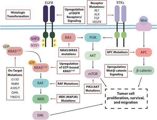 Figure 1 Proposed mechanisms of resistance to KRASG12C inhibitors in KRASG12C-mutated colorectal cancer.