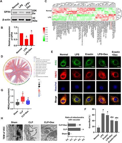 Figure 2 The measurement of ferroptosis in vascular endothelial cells by metabolomics analysis. (A and B) Western blot analysis of GPX4 expression in the VECs after sepsis, n=3. (C) Heatmap of differentially expressed metabolites between LPS and Normal group, n=6. (D) Chord plot of differentially expressed metabolites for group LPS vs Normal. (E) Confocal images to observe lipid peroxidation of VECs (Bar, 10μm), n=3. (F) Statistic graph of lipid peroxidation. (G) Effects of Dex on the level of MDA, n=8. (H) Representative mitochondria TEM images and ratio of mitochondria with vacuolar structure to total mitochondria in per unit area by ImageJ (Bar, 0.5μm), n=6. a: P<0.05 compared with the sham or normal group, b: P<0.05 compared with CLP or LPS group, c: P<0.05 compared with Erastin group.