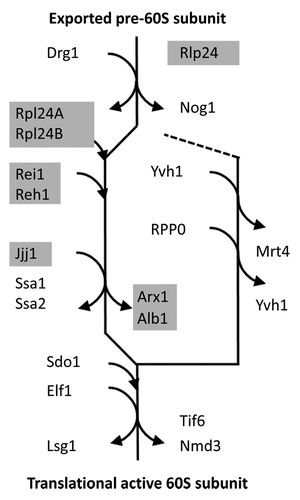 Figure 1. The cytosolic maturation machinery of the 60S large ribosomal subunit from Saccharomyces cerevisiae. The flow scheme represents the current model of the cytosolic maturation machineryCitation5 starting with the pre-60S subunit after export from the nucleus (top) and ending with the translational active 60S ribosomal subunit (bottom). The direct mechanistic interaction partners of the yeast Rei1 protein within the model are indicated by light gray underlay. The cytosolic maturation releases inhibitory factors, such as the Arx1/Alb1 complex, Tif6, and Nmd3, (main path on the left) and enables assembly of the ribosome stalk (side branch on the right).