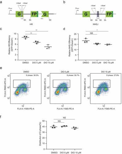 Figure 2. Diosmetin negatively regulates HR repair in EC cells