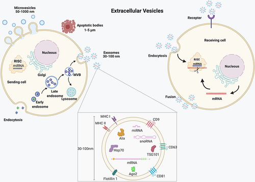 Figure 2 Schematic diagram of EVs’ biogenesis and its role in intercellular communication.