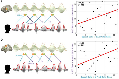 Figure 5. Relationship between temporal dynamics of speech entrainment and predictive speech coding. To assess how the temporal dynamics of speech entrainment (positive delays) and intelligibility-dependent top-down prediction (negative delays) are interacting, we performed correlation analysis using robust Spearman rank correlations across participants between the two mechanisms (but for top-down prediction, we used TE from brain beta to speech delta; Figure 4). Orange and green colours represent delta and beta rhythms in the brain and each circle represents a certain point in time. We tested the relationship within in early sensory area. i.e. primary auditory cortex as well as higher order areas. (a) Delta phase in the left auditory cortex driven by speech (corresponding to the plot for the left auditory cortex (pink line) at ∼250 ms in the Figure 2b) is associated with predictive speech coding mechanism of beta power in the left auditory cortex ∼250 ms prior to the forthcoming speech with low frequency delta phase information (corresponding to the plot for the left auditory cortex (blue line) at ∼250 ms in the Figure 4b) (r = 0.46, p = 0.02). (b) Delta phase in the left precentral gyrus modulated by the same frequency phase in the speech at ∼200 ms (corresponding to the plot for the left precentral gyrus (pink line) at ∼200 ms in the Figure 2d) is associated with predictive speech coding of beta power in the left inferior frontal gyrus ∼400 ms prior to the forthcoming speech with low frequency delta phase information (corresponding to the plot for left inferior frontal gyrus (orange line) at ∼400 ms in the Figure 4b) (r = 0.53, p = 0.01).