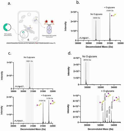 Figure 1. Identification of an O-glycosylation motif in human thymosin beta 4 (TB4). (a) Schematic overview of the approach used to express TB4-fusion proteins with TB4 peptide sequence. Serine30 marked in red is a target for O-glycosylation. (b) LC-MS reduced mass analysis of de-glycosylated TB4-Fc fusion protein. Grey shaded region of the spectrum indicates non-glycosylated protein species (No O-glycans) The mass shift of 656 Da corresponds to addition of GalNac1Gal1NeuAc1. Peaks right-shifted from gray shading are O-glycosylated protein species (+O-glycans). (c) Mass spectrometry analysis of TB4 mutants that either abolish (A30 PLPAKET; top histogram) or promote full (T30 PLPTKET; bottom histogram) O-glycosylation of TB4 sequence. The expected mass shift of 656 Da (31,508 Da peak) corresponds to addition of GalNac1Gal1NeuAc1 and additional shift of 291 Da (31,799 Da peak) corresponds to addition of GalNac1Gal1NeuAc2 (d) Mass spectrometry analysis of GLP1-Fc (top panel) and GLP1Chimera1-Fc protein containing GLP1 peptide fused to a portion of TB4 T30 (bottom panel). Transposition of the mutant TB4 sequence (T30) into GLP1-Fc fusion protein resulted in an O-glycosylated protein. The non-glycosylated reduced protein with a theoretical mass of 31,720 Da was not detected. The mass shift of the 33,033 Da peak corresponds to the second O-glycosylation site (GalNac1Gal1) and the following peaks 33,324 Da and 33,615 Da correspond to addition of NeuAc molecules: GalNac1Gal1NeuAc1 and GalNac1Gal1NeuAc2, respectively. The symbolic representation of O-glycans is based of the most common O-glycan core-1. Yellow square = GalNAc, yellow circle = Gal, pink diamond = NeuAc